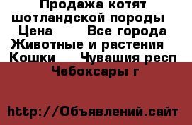 Продажа котят шотландской породы › Цена ­ - - Все города Животные и растения » Кошки   . Чувашия респ.,Чебоксары г.